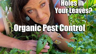 Holes in Your Leaves?  Organic Pest Control Solutions for your Vegetable Garden