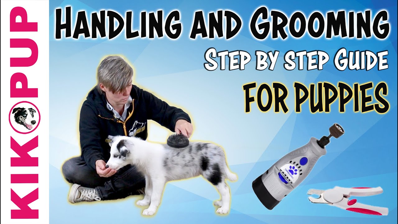 How To Care For Your Golden Retriever’s Coat (Brushing, Bathing & More) Golden Hearts