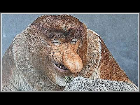 Polish Players Be Like