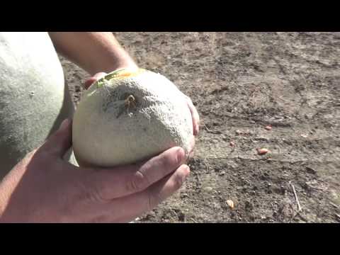 12 Gauge Bolo and Flechette Rounds