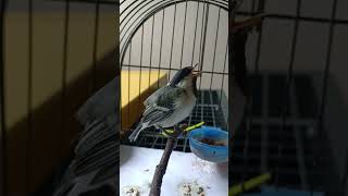 Download lagu Ciri-citi Gelatik Batu Jantan Anakan/Trotolan mp3