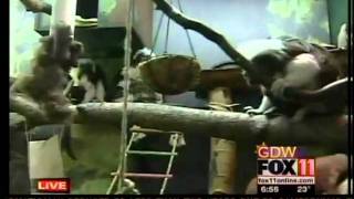 preview picture of video 'Cotton top tamarins at the NEW Zoo in Suamico'