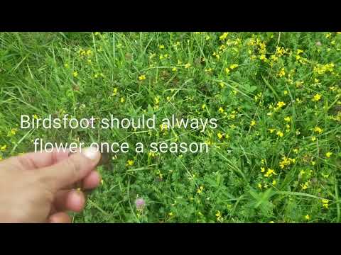 Birdsfoot Trefoil( How we seeded an entire pasture for basically FREE)