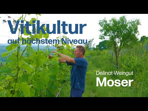 Vitikultur auf höchstem Niveau: Lebendige Weingärten voller Biodiversität beim Delinat-Weingut Moser