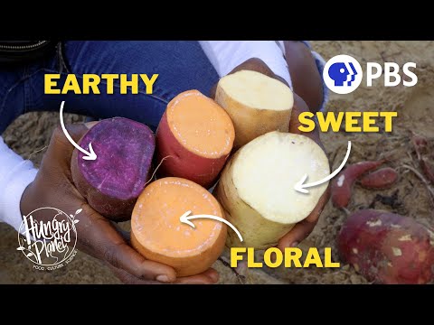 Sweet Potato - Maddox Foster