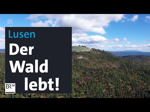 Bayerischer Wald: Es grünt so grün am Lusen | Abendschau BR 24