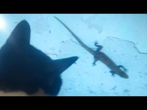 He is trying to catch gecko | cat funny moments 😅