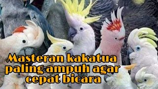 Download lagu masteran kakatua jambul kuning bicara durasi panjang mp3