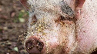 How to Know if Your Pig Is Sick | Pet Pigs
