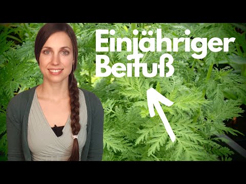 Artemisia annua | Nobelpreisgekrönt und doch unterdrückt? Was der Einjährige Beifuß alles kann!