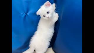 スコティッシュフォールドの動画01