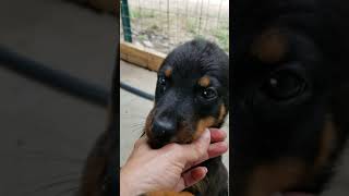 Video preview image #3 Rottweiler Puppy For Sale in RIEGELWOOD, NC, USA