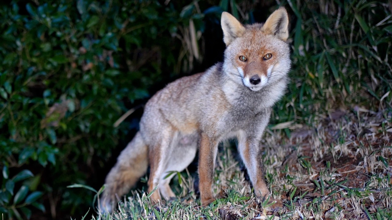 出産後は忙しいキツネ夫婦の仲睦まじい時間