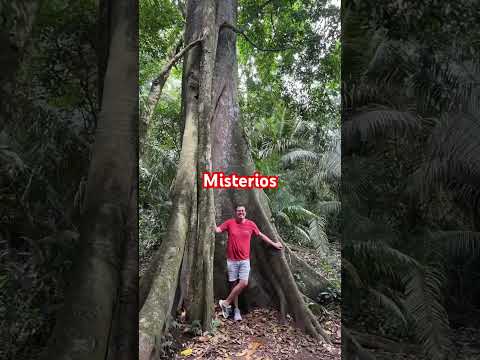 Descubre la magia de la selva peruana: madre de Dios #turismoperu#youtubeshorts