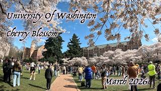 【シアトルの観光名所】ワシントン大学の桜・2026 /【Stroll in Seattle】Cherry blossom at the University of Washington・2026
