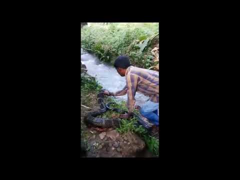 Snake expert removes massive king cobra from village stream