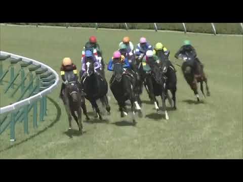 2021.04.11 Wasurenagusa Sho (JPN) - Stellaria