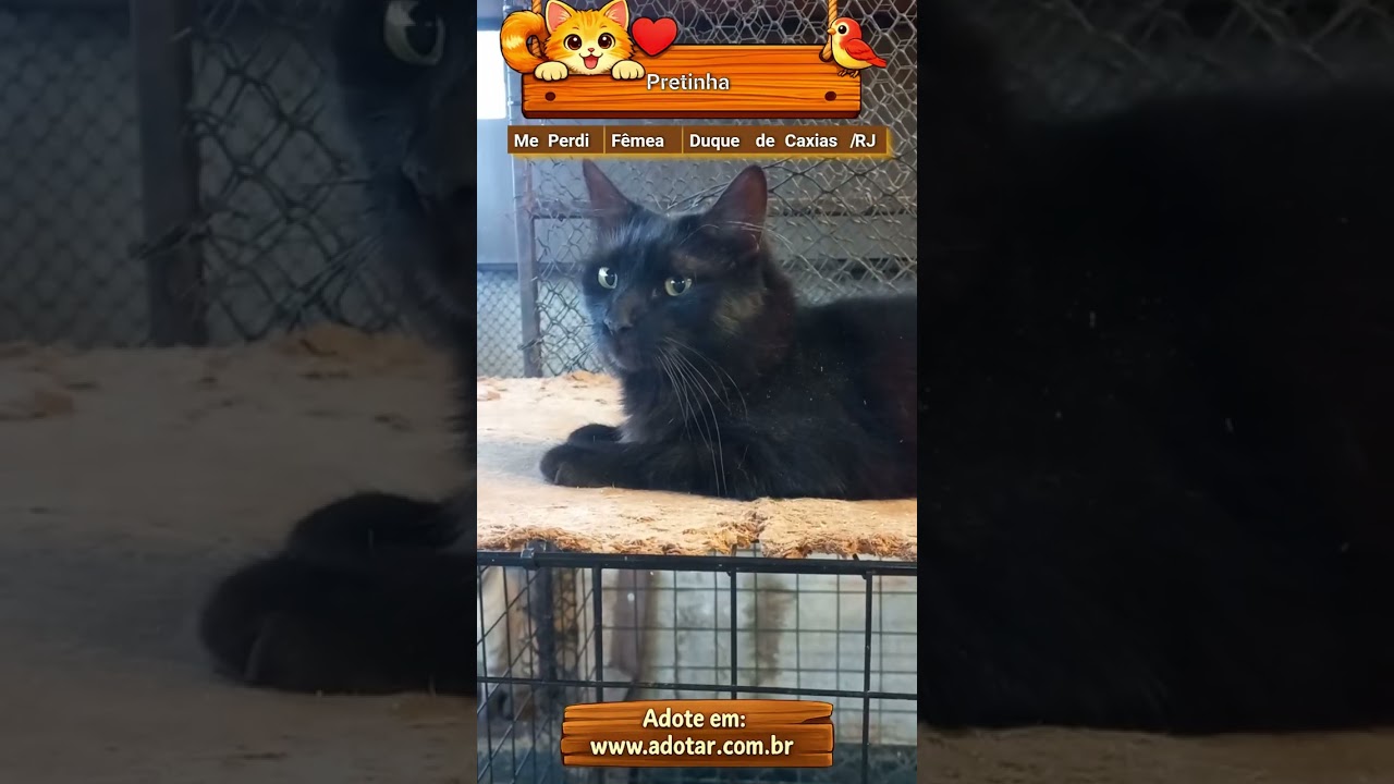 Gato raça SRD-ViraLata idade 3 anos nome Pretinha