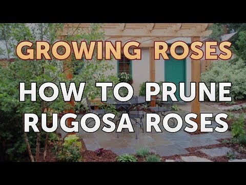 How to Take Care of a Mini Rose Plant