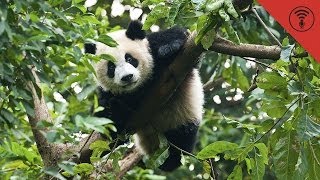Biodiversity | Consider This #4