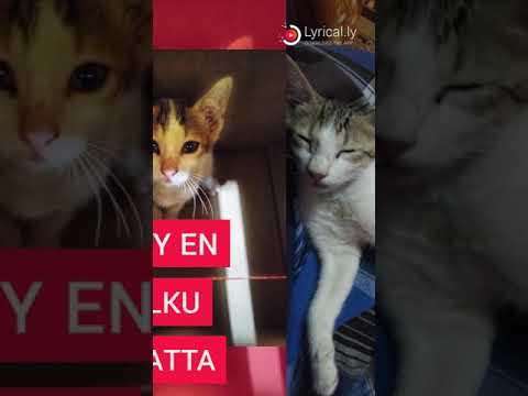 my little cats kathu and allagi