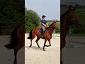 Hongre de 4 ans - très bonne tête - bon potentiel