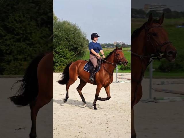 Hongre de 4 ans - tr&egrave;s bonne t&ecirc;te - bon potentiel