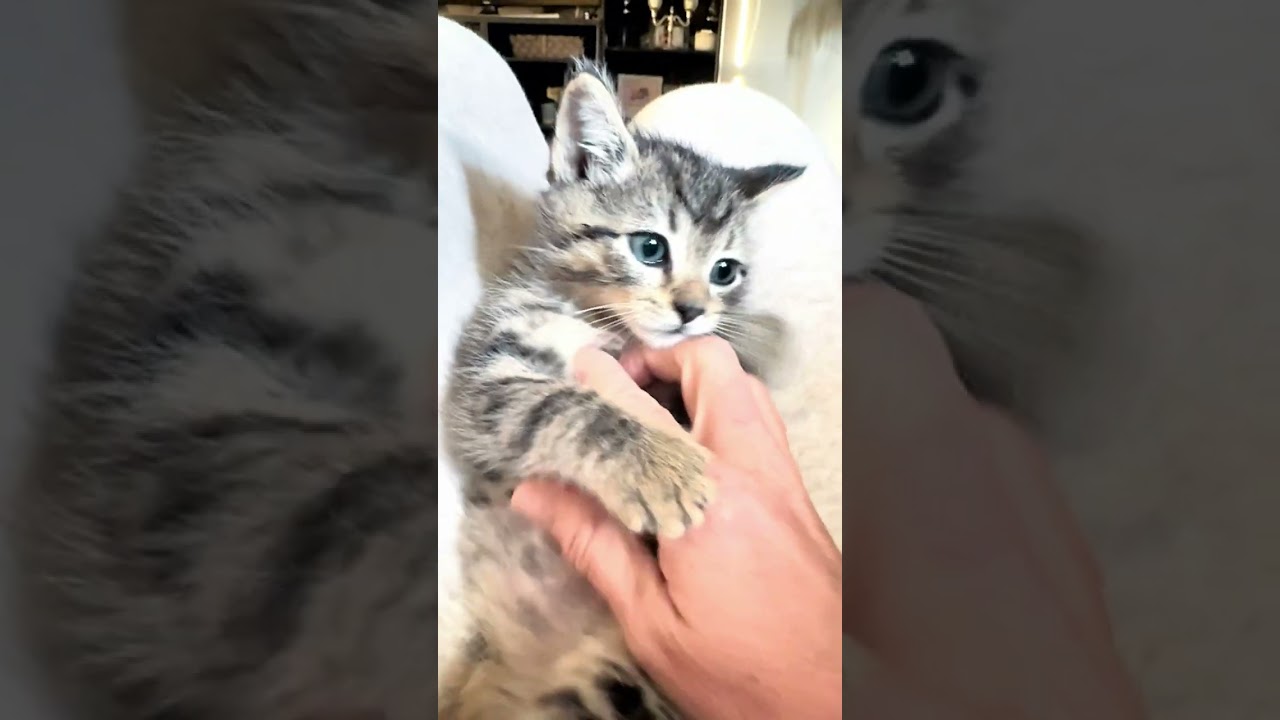 BEST SLEEP ASMR Zoo Pets Relaxing Sleep infant animals kittens put your child to sleep naturally
