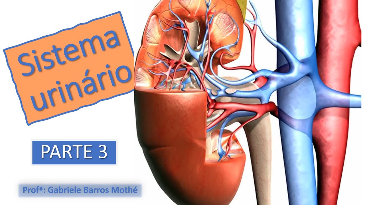 SISTEMA URINÁRIO - parte 3 (anatomia veterinária)