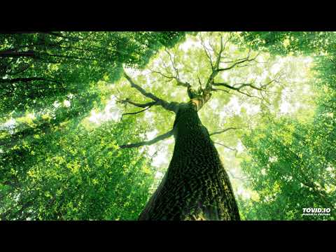 Considerações - Hino do Céu Nossa Senhora da Conceição - CNSC 06