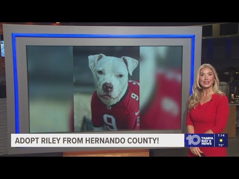 Give Riley from Hernando County a fur-ever home! - YouTube
