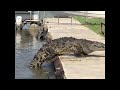 Big Crocodile Climbs up to Sun Bathe || ViralHog