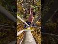 Embracing the Human Animal 🦍👀 Incredible Tree Climbing‼️🌳 #climbing #movement #nature #fitness