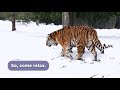 Detroit Zoo Tigers