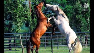 tu amor es mi libertad!