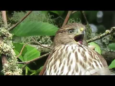 2019 Fledgling Cooper's Hawk (Close-up) @ S 234 PL & 52 PL S Kent Wa 6246-126