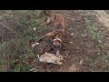 Cacería de Conejos con Galgos y Beagles! Los Conejos mas Difíciles! - Caceria Beagle Chile Cacería de Conejos con Galgos y Beagles! Los Conejos mas Difíciles!