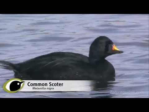 BTO Bird ID - Scoters