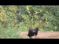Young Bald Eagle's Struggle to Survive