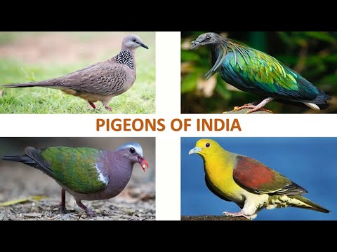 , title : 'Pigeons of India 🕊️ 🇮🇳 | Dove | Indian Birds'