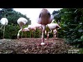 1 Pensthorpe Flamingos First Ever Flamingo Egg