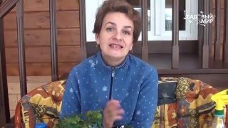 Как спасти больные растения Фитоспорин М Реаниматор