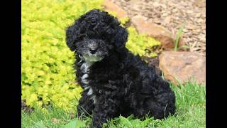 Video preview image #1 Poodle (Toy) Puppy For Sale in NORTH EAST, MD, USA