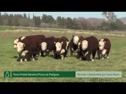 Toros P Hereford PP - Próximo Remate de Estancias y Cabaña Don Benjamín   Jueves 2 de Septiembre