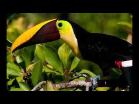 Carnage ft. Timmy Trumpet & KSHMR vs. DVBBS - Toca vs. Ravehart (Maywell mashup)