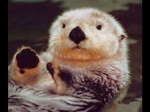 Conserving the Otters of the World - Melissa Savage