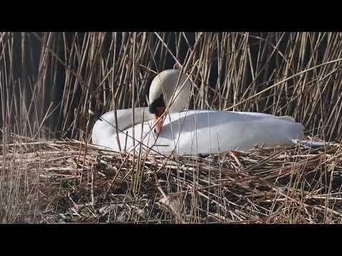 Familia Fedur, Somnoroase păsărele (cântec educativ)