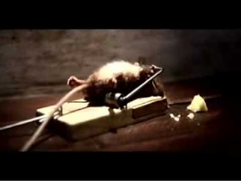 Nolans Chedaar Maus Käse Falle