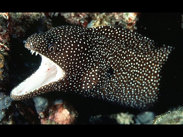 Mahukona - Hawaii - Big Island - Diving - Moray Eel - Tropical Fish