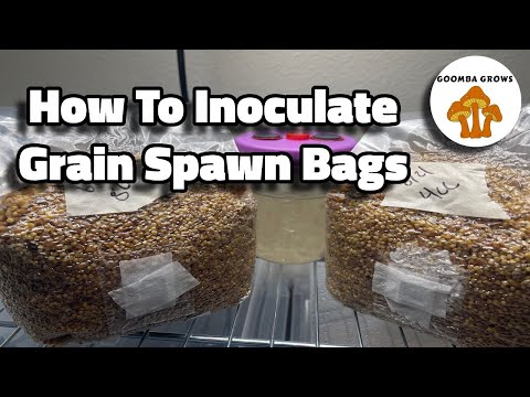 How To Inoculate Grain Spawn Bags